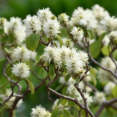 Fothergilla major, Stor Häxal