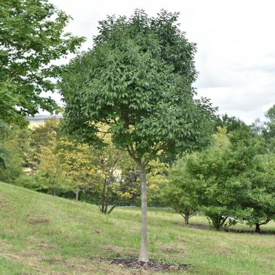 Fraxinus ornus Meczek