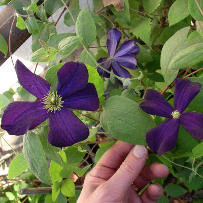 jackmanii Romantika, Jackmanklematis, C2