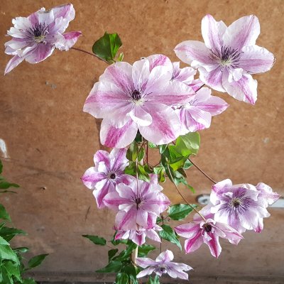 viticella Super Cute ®, Italiensk Klematis, C2