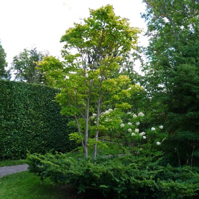 Acer shirasawanum Aureum, Japansk Gyllenlönn