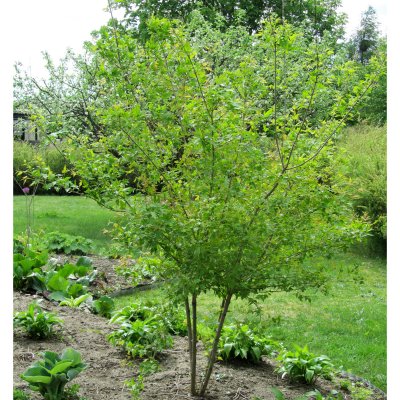 Acer tataricum ssp. ginnala fk Uppsala E, Ginnalalönn
