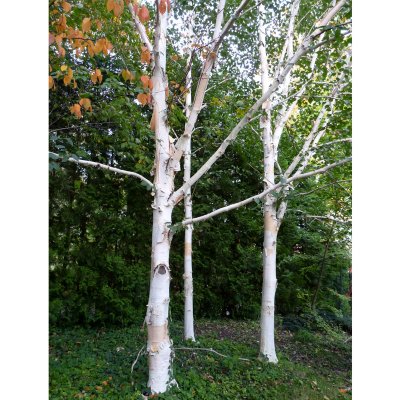 Betula utilis jacquemontii, Himalayabjörk
