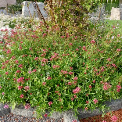 Centranthus ruber