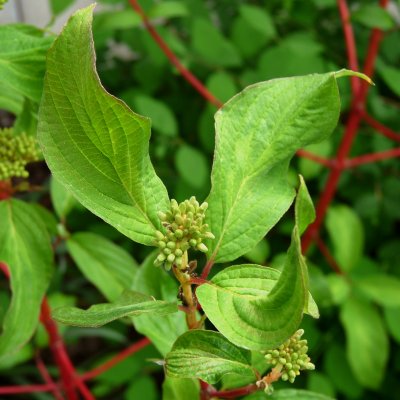 Cornus alba Baton Rouge ® (Minbat), Kornell