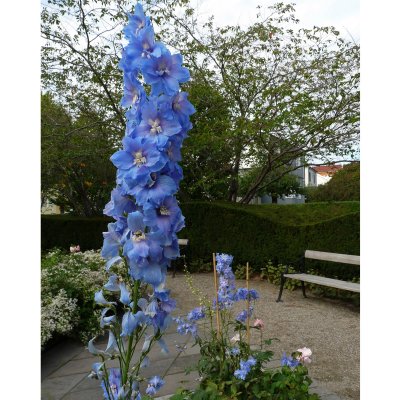 Delphinium elatum New Millenium ™ Sunny Skies ®, Trädgårdsriddarsporre, C1