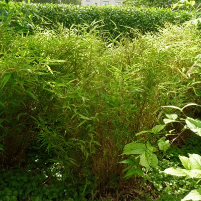 Fargesia murielae Bimbo, Bergbambu