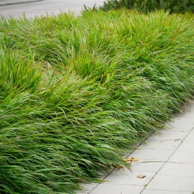 Hakonechloa macra, Hakonegräs