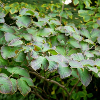 Hamamelis intermedia Diane, Hybridtrollhassel