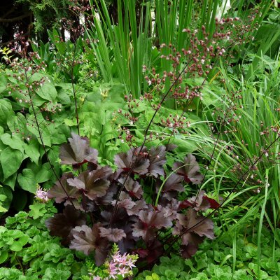 Heuchera hybr. Obsidian ®, Alunrot