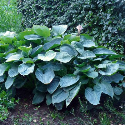 Hosta hybr. Empress Wu ®, Funkia