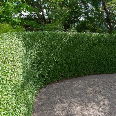 Ligustrum vulgare var. italicum Liga