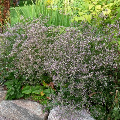 Limonium platyphyllum