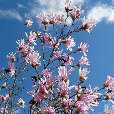 Magnolia x loebneri Leonard Messel, Hybridmagnolia