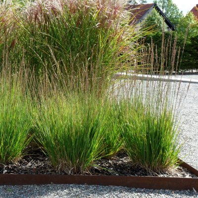 Molinia caerulea Moorhexe, Blåtåtel
