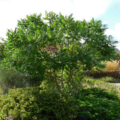 Rhus typhina, Rönnsumak