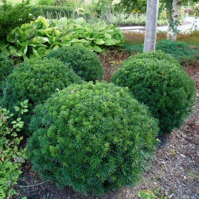 Taxus cuspidata var. Nana (Nana), Japansk Dvärgidegran