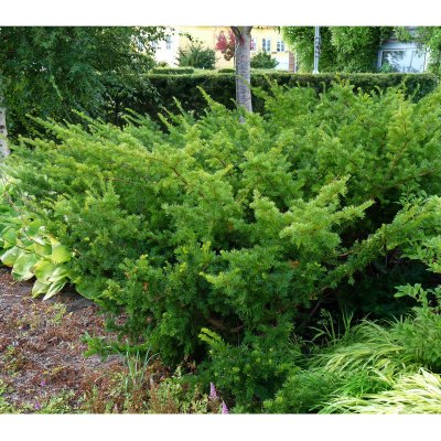 Taxus media Green Mountain, Hybrididegran, 40-50 C3,5