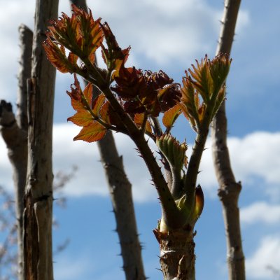Aralia elata, Parkaralia