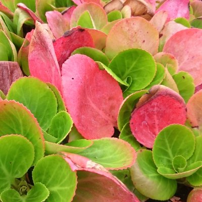 Bergenia hybr. Baby Doll, Trädgårdsbergenia, P9cm