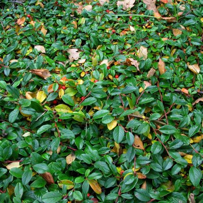 Cotoneaster apiculatus E, Klippoxbär, busk C3,5