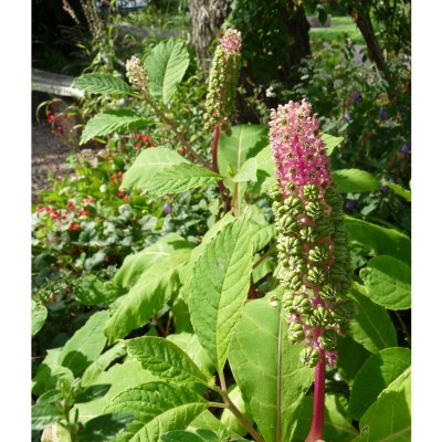 Phytolacca americana, Amerikanskt Kermesbär