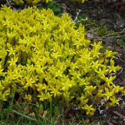 Sedum acre, Gul Fetknopp