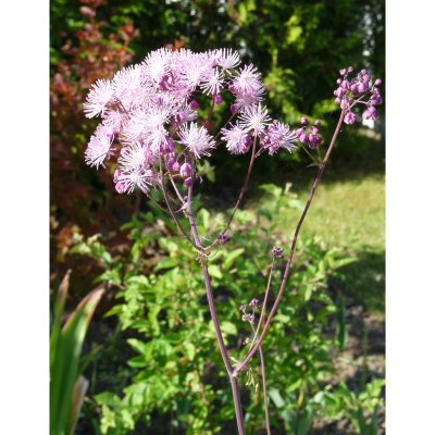 Thalictrum aquilegiifolium, Aklejruta