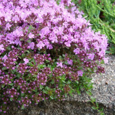 Thymus serpyllum Minor, Backtimjan, P9cm