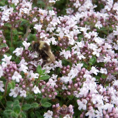 Thymus serpyllum Pink Chintz, Backtimjan