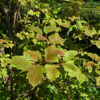 Viburnum sargentii Onondaga, Blodolvon