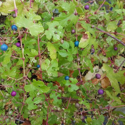 Ampelopsis glandulosa var. heterophylla Elegans, Silvervin