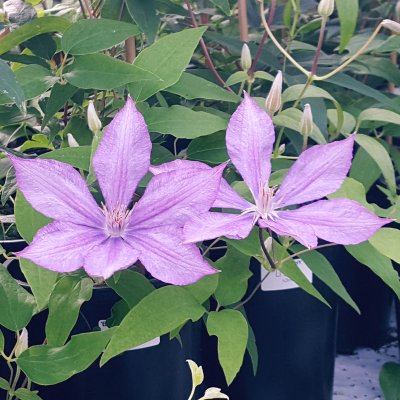 Clematis patens Bagatelle (Dorothy Walton)