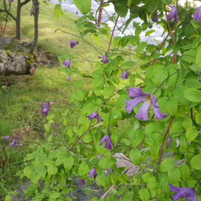 Clematis viticella