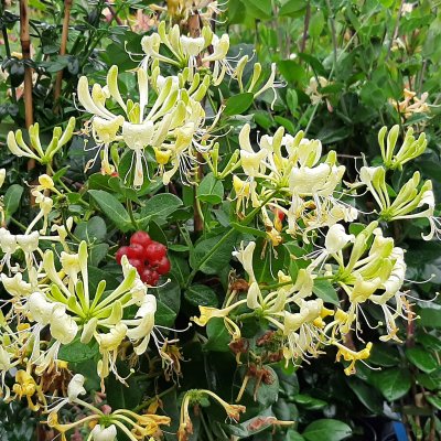 Lonicera periclymenum Scentsation, Vildkaprifol, 80-100 C2