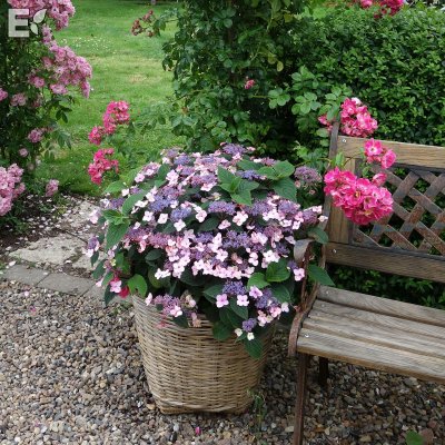 Hydrangea serrata Lamona E