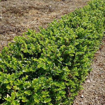 Lonicera nitida Maigrün