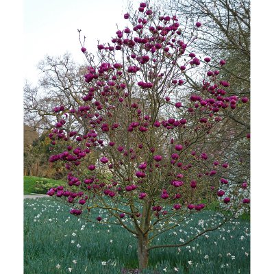 Magnolia Black Tulip ® (Jurmagl), Magnolia