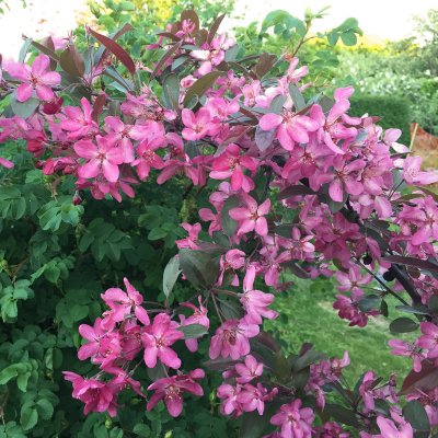 Malus Stenström E, Purpurapel, 90-110 stam co