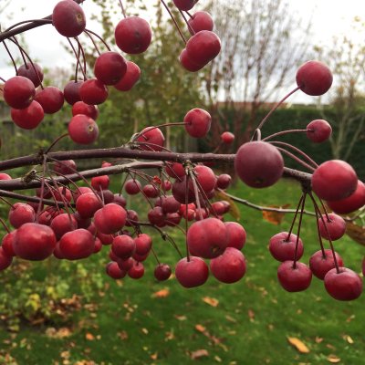 Malus Stenström E, Purpurapel, 90-110 stam co