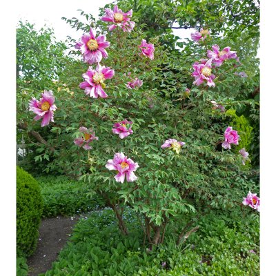 Paeonia suffruticosa Pink, Trädpion, P11cm