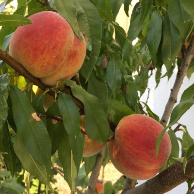 Prunus persica Frost