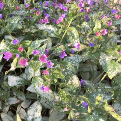 Pulmonaria hybr. Majesté, Lungört