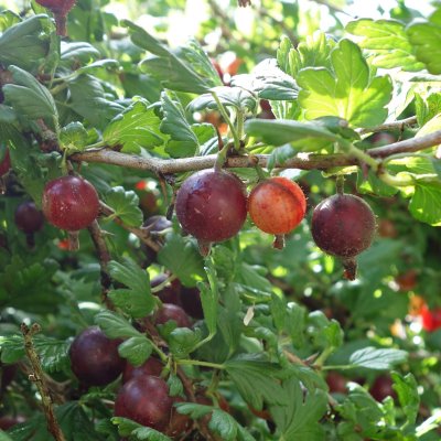 Ribes grossularia Ronja, Röda Krusbär, busk C3,5