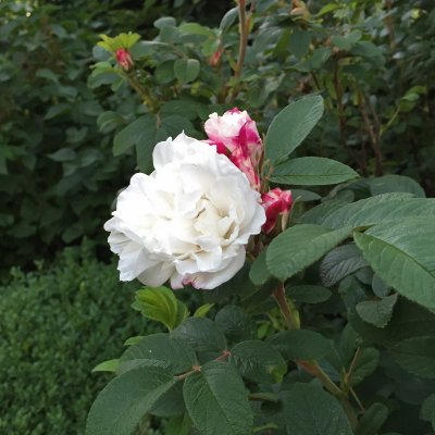 rugosa Louise Bugnet, Kanadensisk Buskros, C4