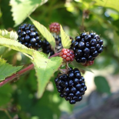 Rubus fruticosus Loch Tay E ®, Björnbär