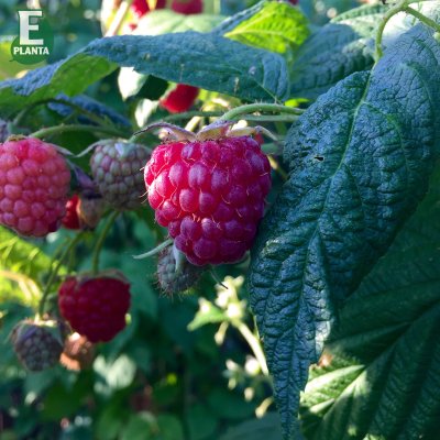 Rubus idaeus Preussen, Hallon