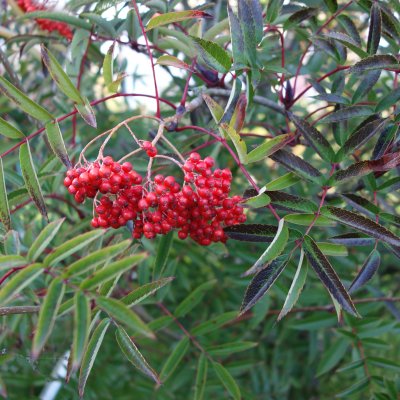 Sorbus commixta Carmencita
