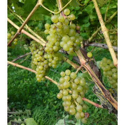 Vitis hybrid Solaris, Vindruva