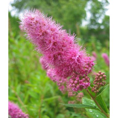 Spiraea x billardii, Klasespirea